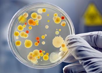 滋生细菌 滋生细菌